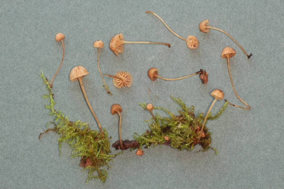 Mycena clavata image