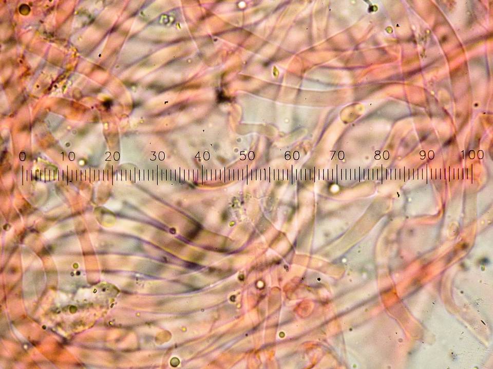 Postia ptychogaster image