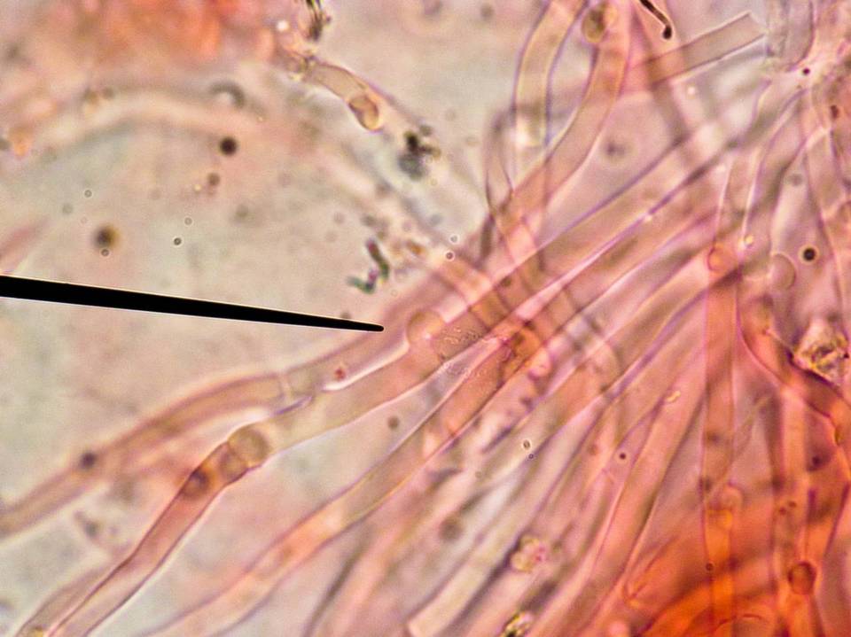 Postia ptychogaster image