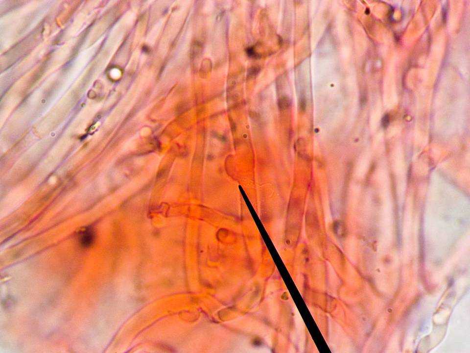 Postia ptychogaster image