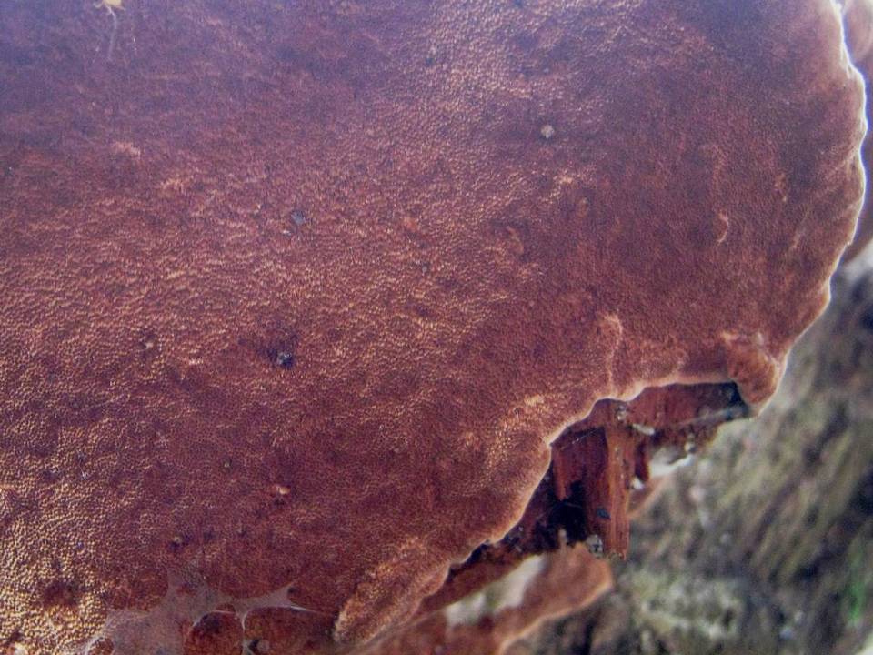 Fuscoporia torulosa image