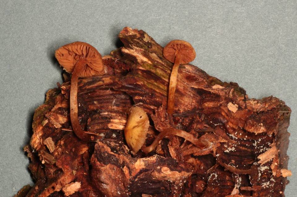 Galerina badipes image