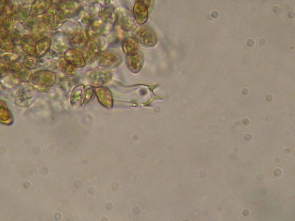Galerina badipes image