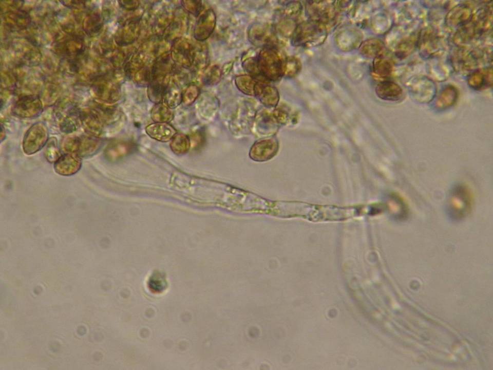Galerina badipes image