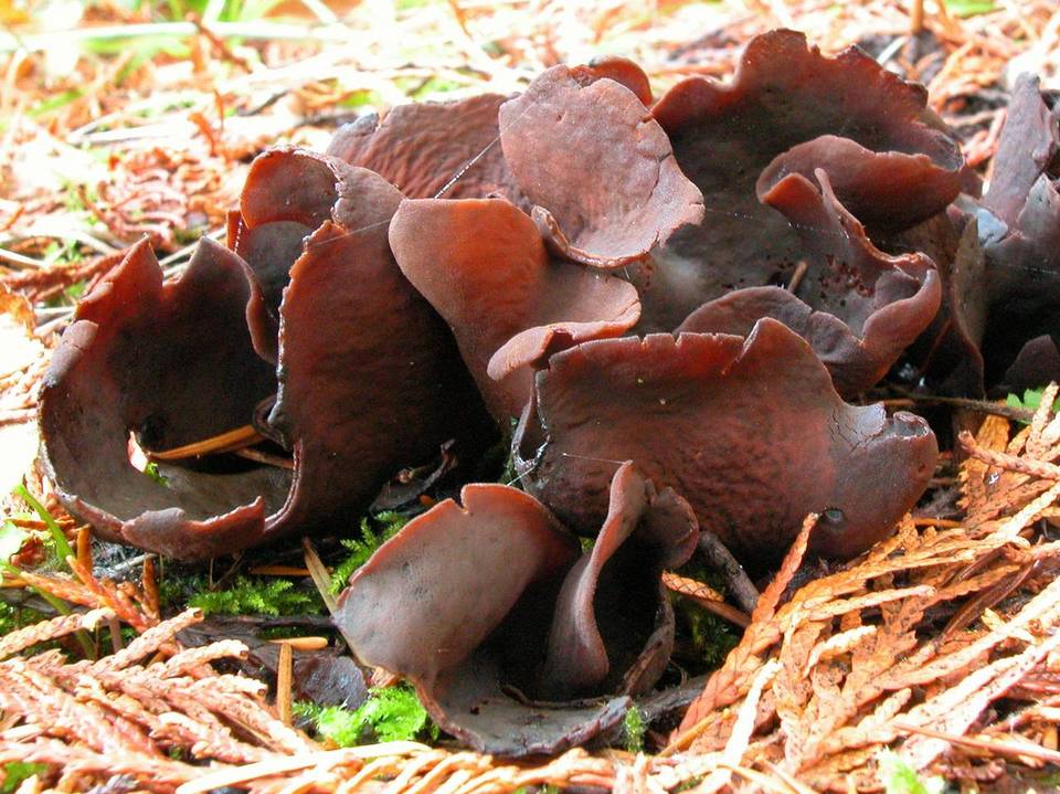 Otidea smithii image