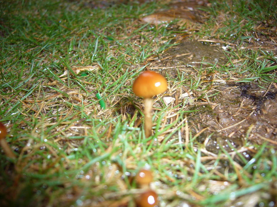 Marasmius aurantioferrugineus image
