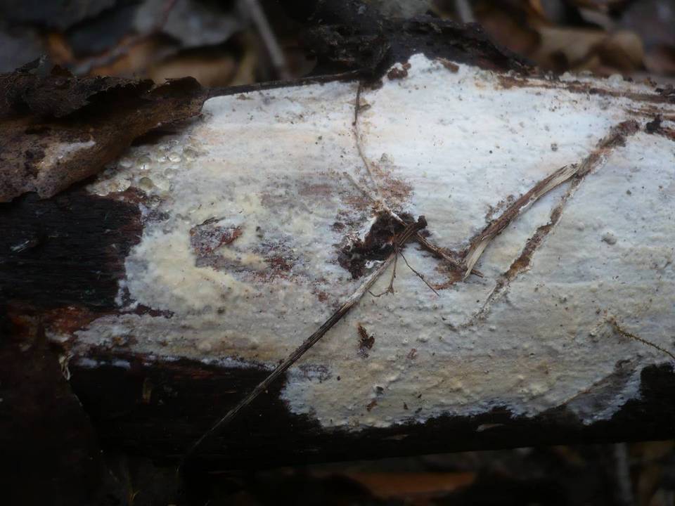 Scytinostromella heterogenea image