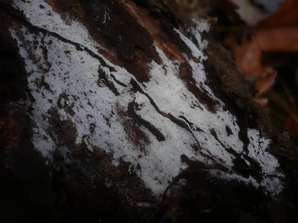 Sistotrema brinkmannii image