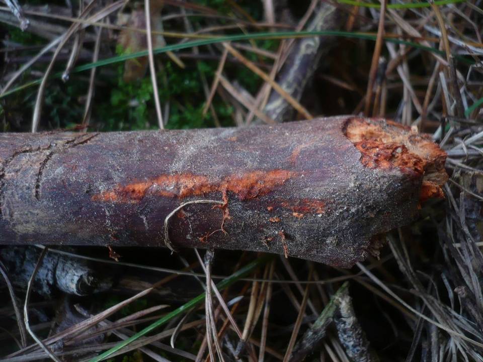 Phanerochaete sanguinea image