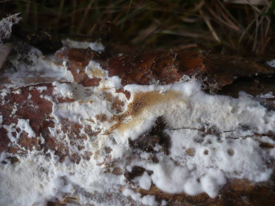 Postia rennyi image