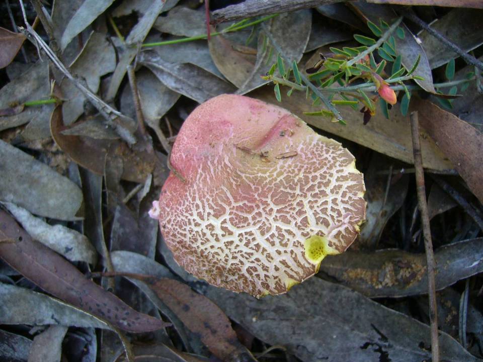 Heimioporus fruticicola image