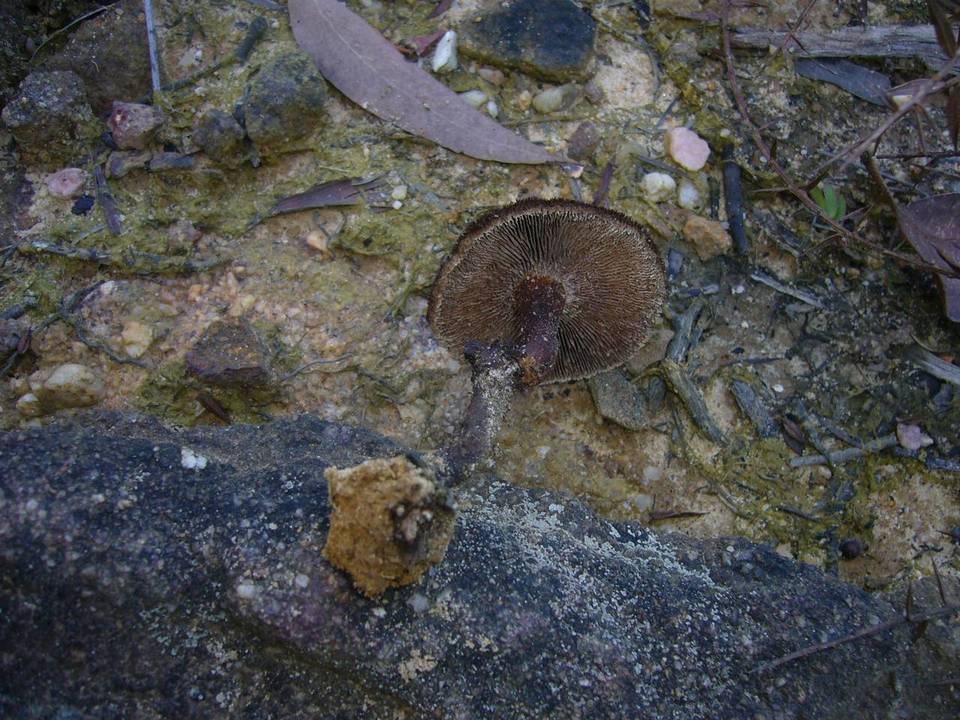 Neolentinus dactyloides image