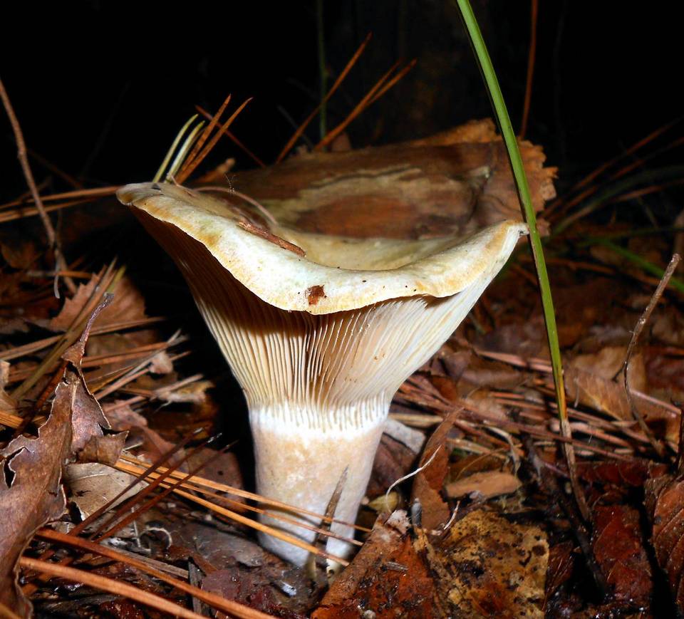Lactarius pseudodeliciosus image