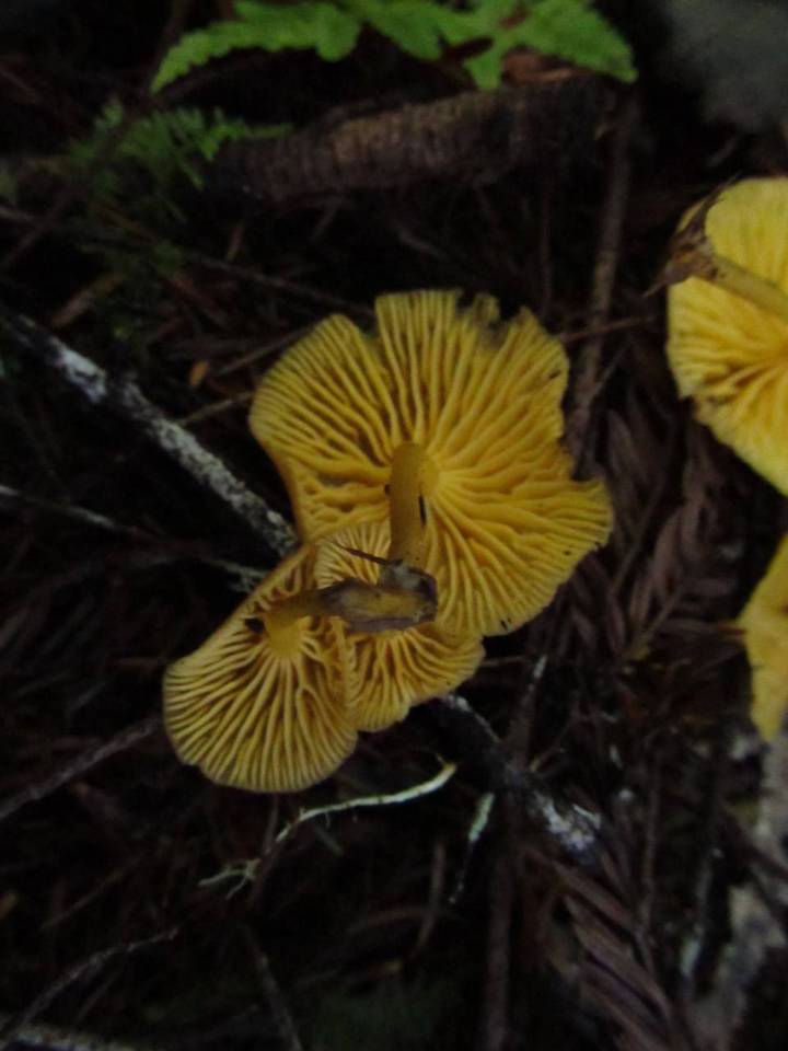 Chrysomphalina aurantiaca image