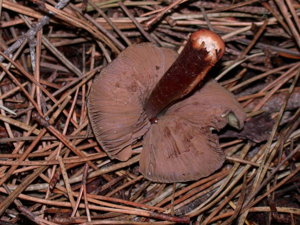Phaeocollybia olivacea image