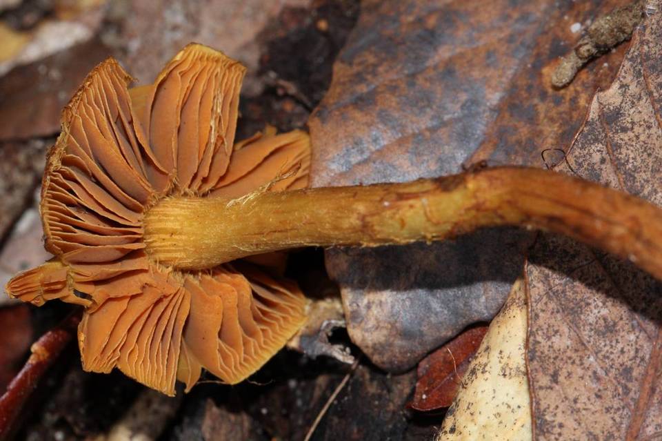 Inocybe cinnamomea image