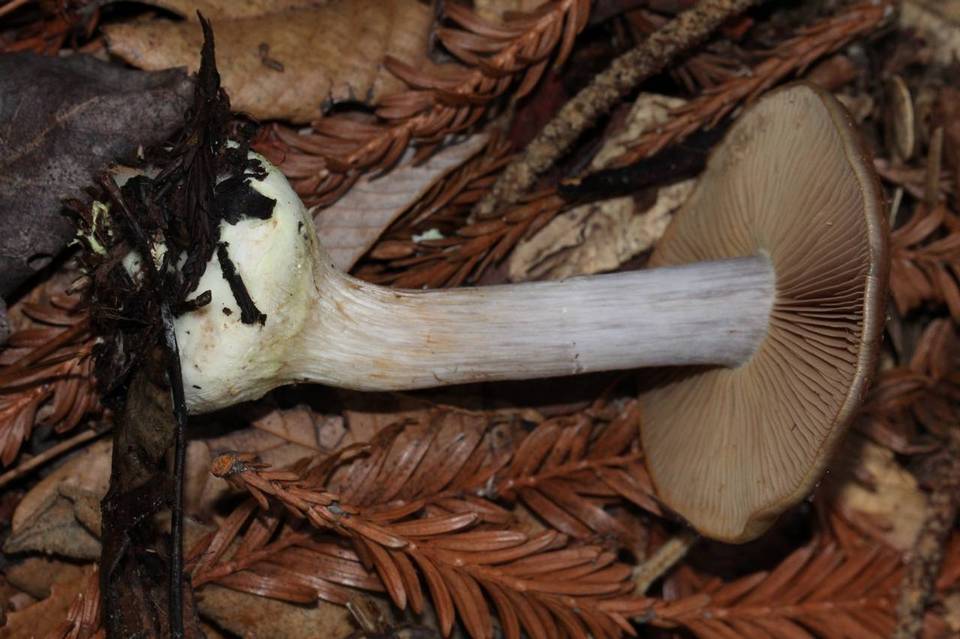 Cortinarius fuligineofolius image