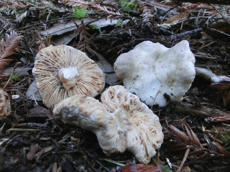 Arcangeliella desjardinii image