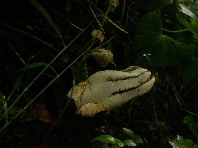 Pseudocolus grandis image