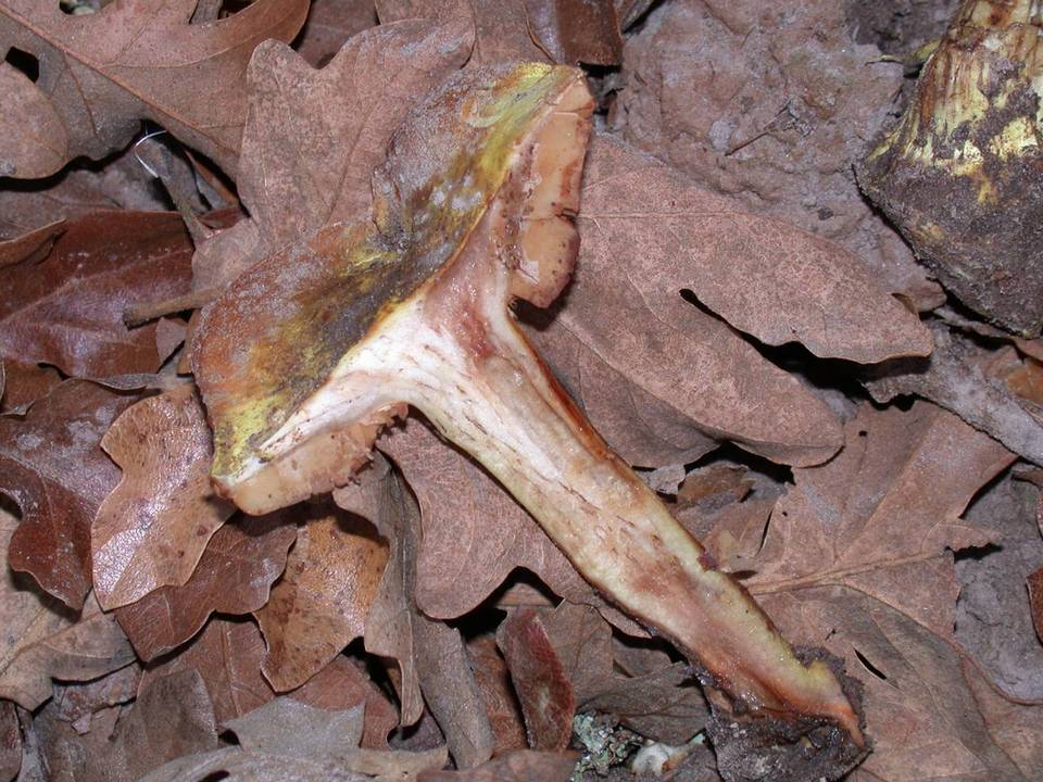 Cortinarius fulmineus image