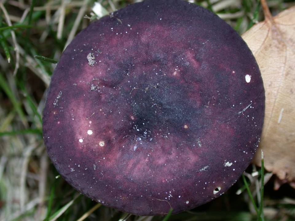 Russula versicolor image
