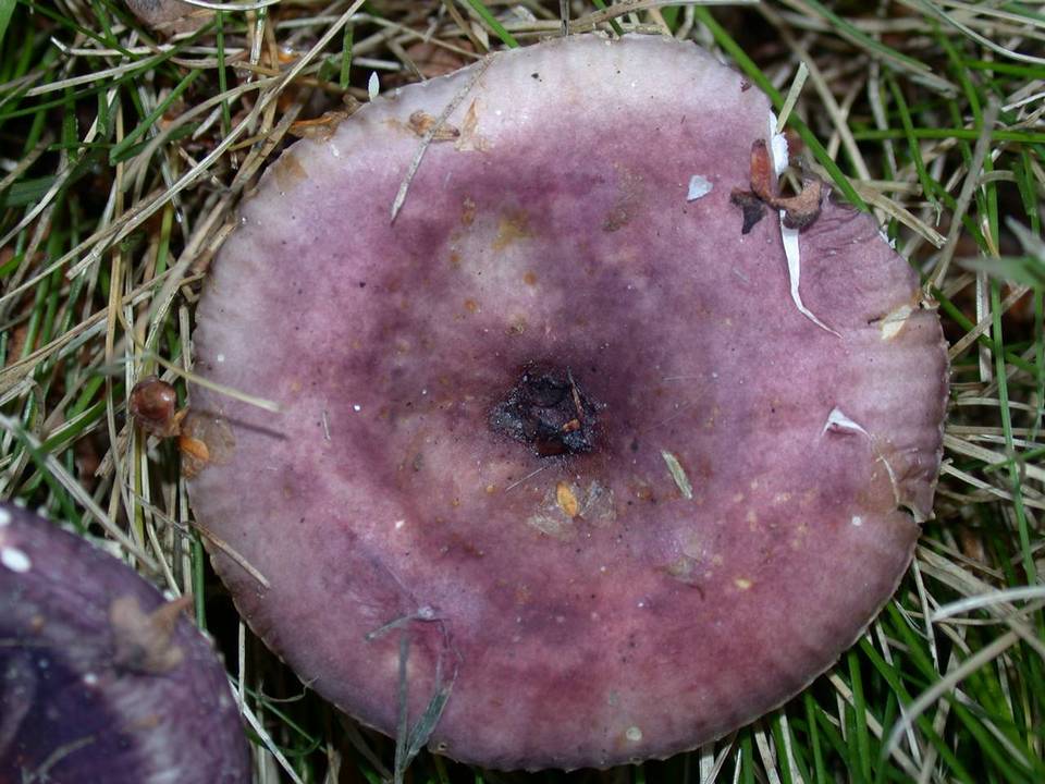 Russula versicolor image