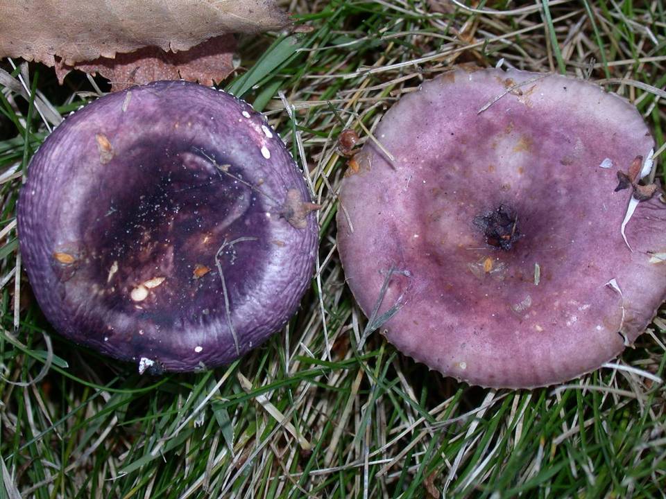 Russula versicolor image