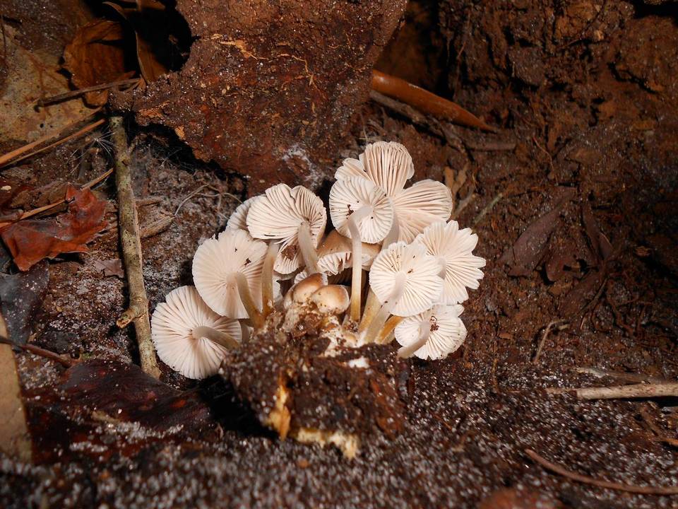 Mycena pseudoinclinata image