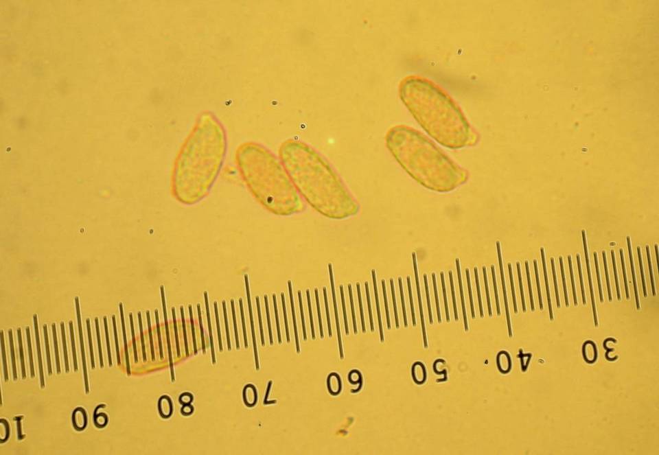 Ramaria rubrievanescens image