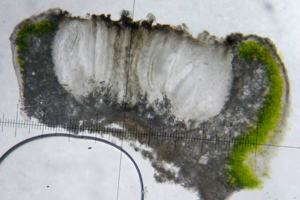 Pertusaria saximontana image