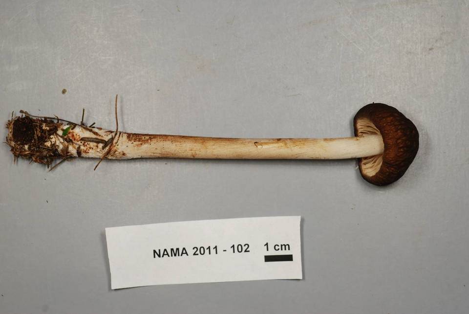 Oudemansiella rubrobrunnescens image