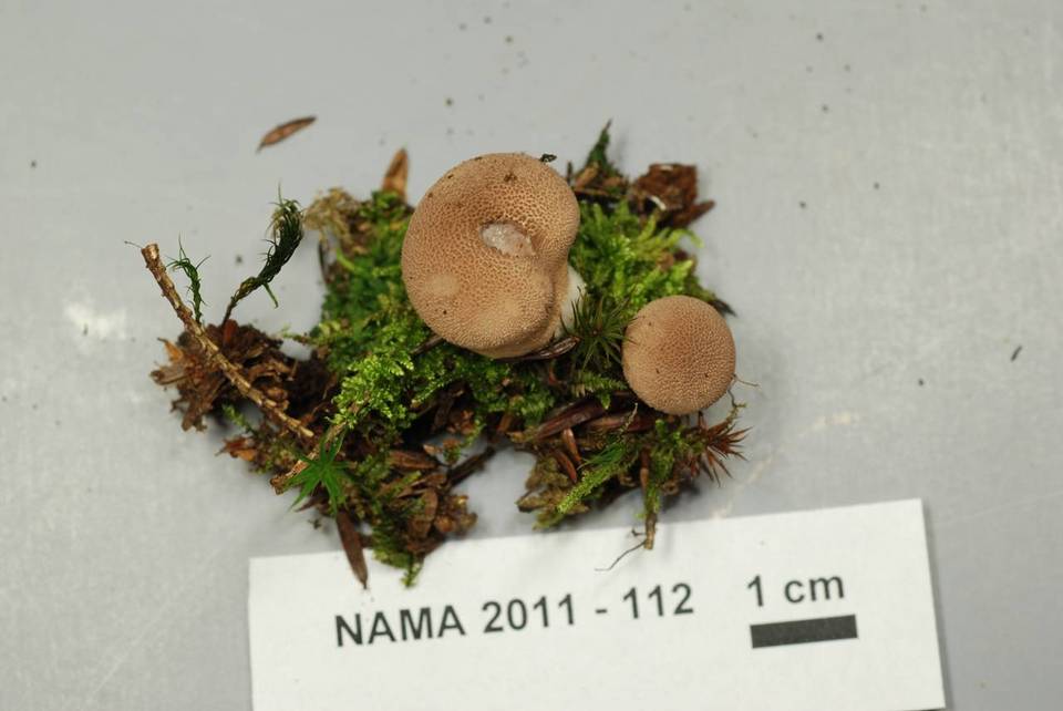 Lycoperdon subincarnatum image