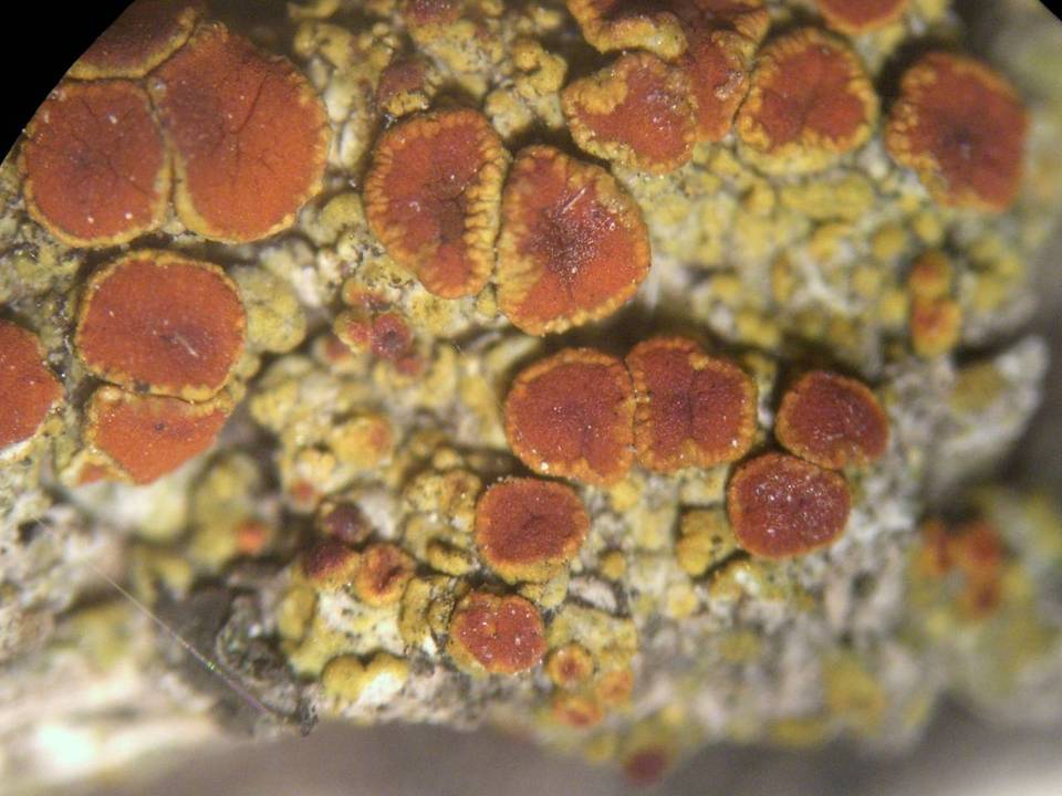 Caloplaca arizonica image