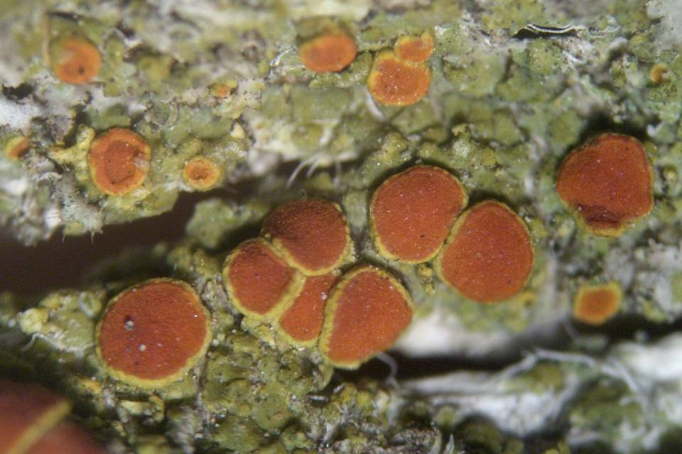 Caloplaca arizonica image