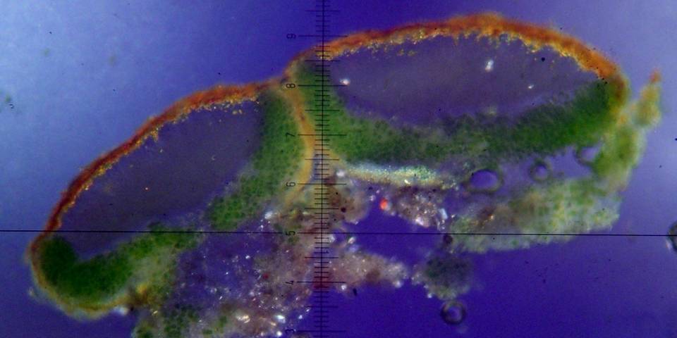Caloplaca arizonica image