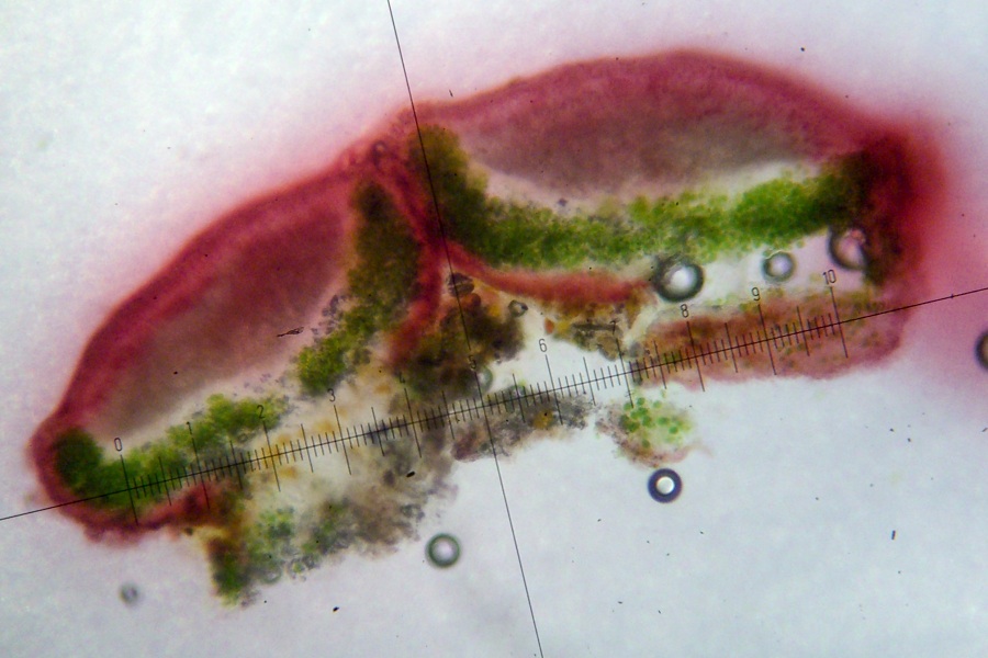 Caloplaca arizonica image