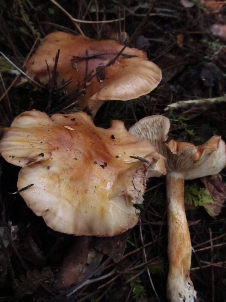 Tricholoma muricatum image