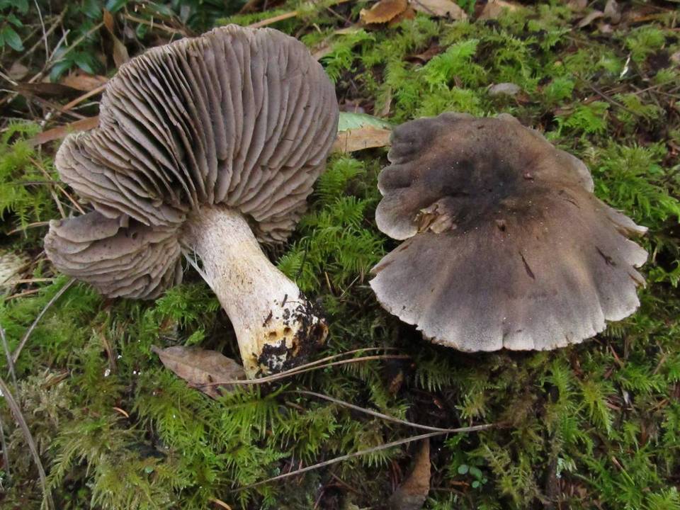 Tricholoma luteomaculosum image