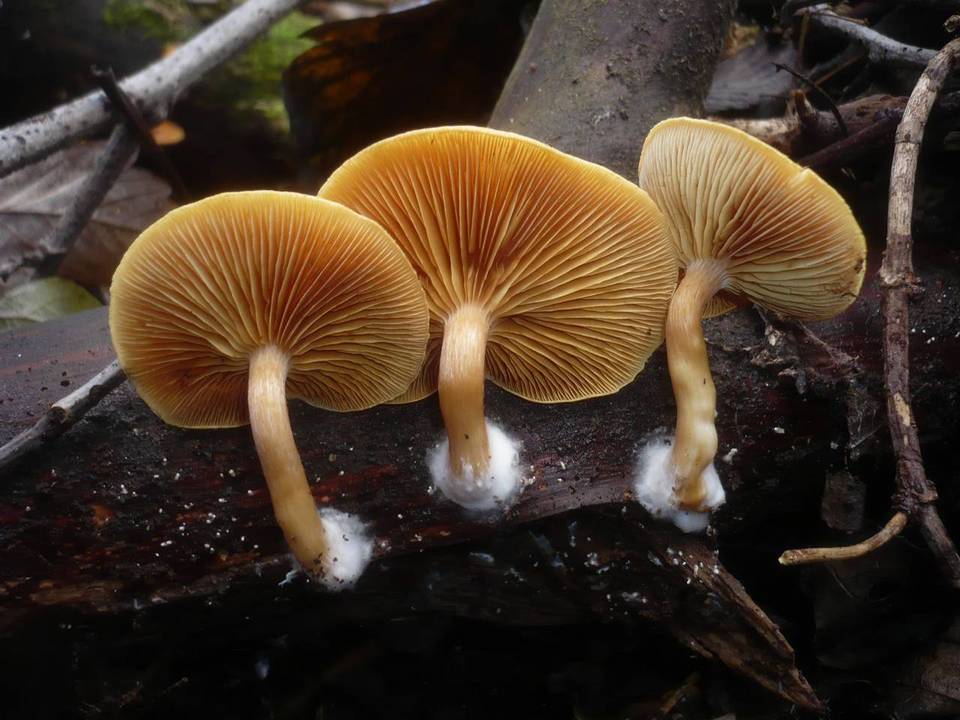 Gymnopilus penetrans var. penetrans image