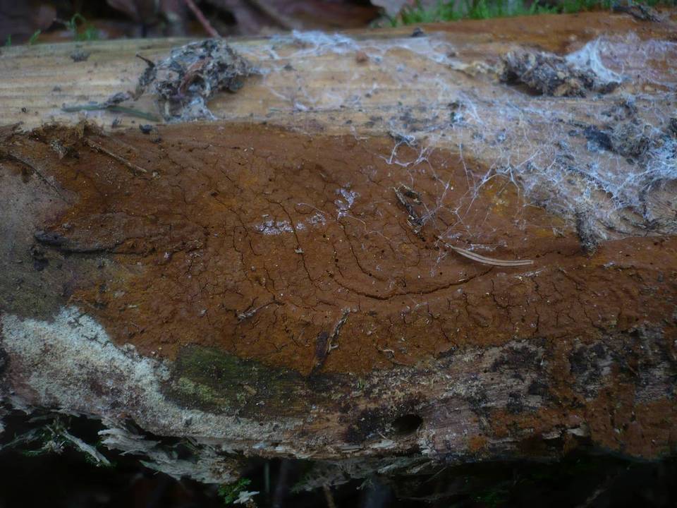 Hymenochaete fuliginosa image