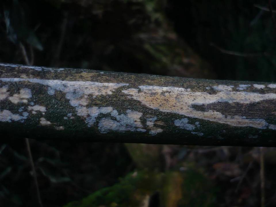 Filobasidiella lutea image