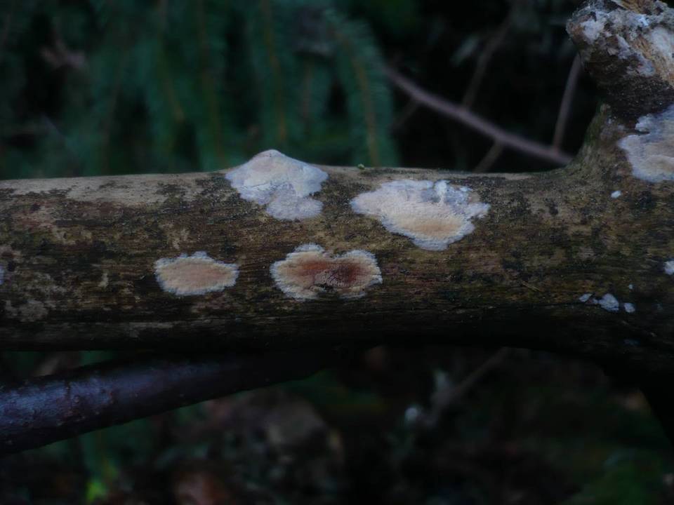 Filobasidiella lutea image