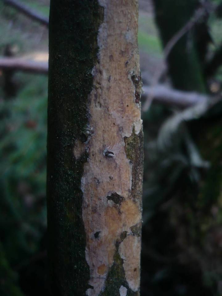 Filobasidiella lutea image