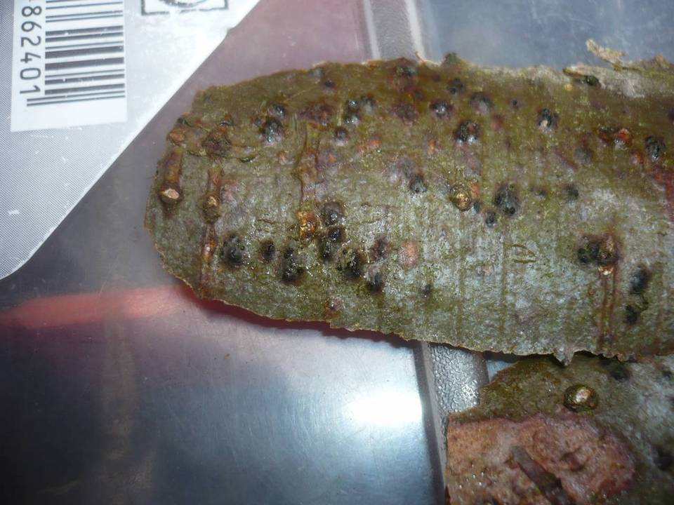 Prosthecium auctum image