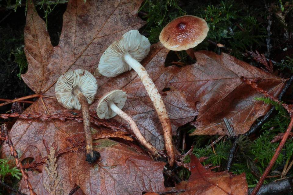 Tricholoma aurantio-olivaceum image