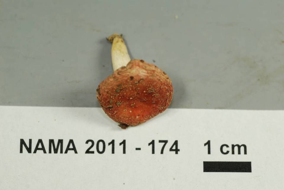 Russula operta image