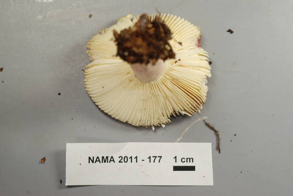 Russula subtilis image