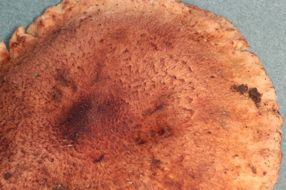 Tricholoma aurantio-olivaceum image