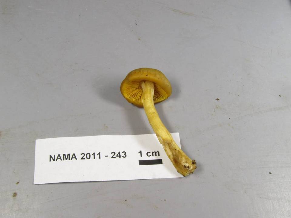 Entoloma flavifolium image