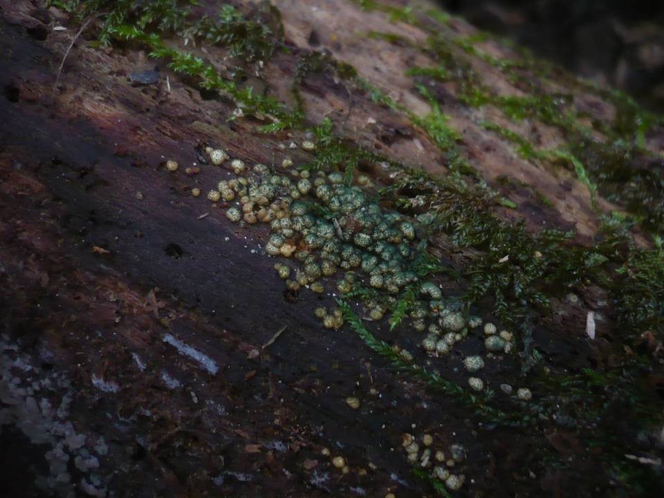 Hypocrea sinuosa image